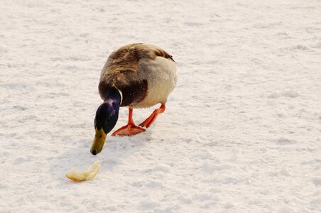 Food winter snow