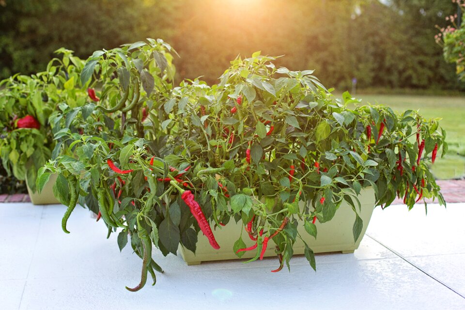 Cayenne peppers food hot
