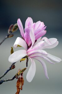 Petal magnolia floral photo