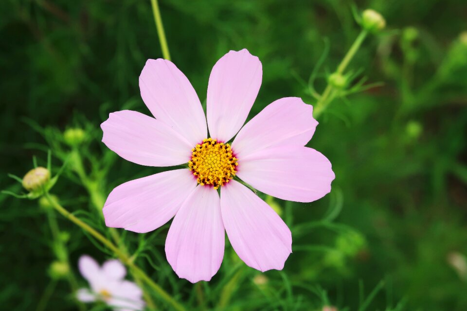 Cosmos flowers plants