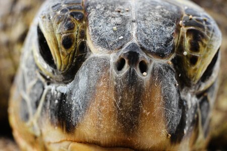 Turtle reptile aquatic
