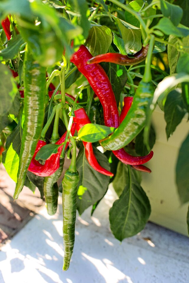 Cayenne peppers food hot