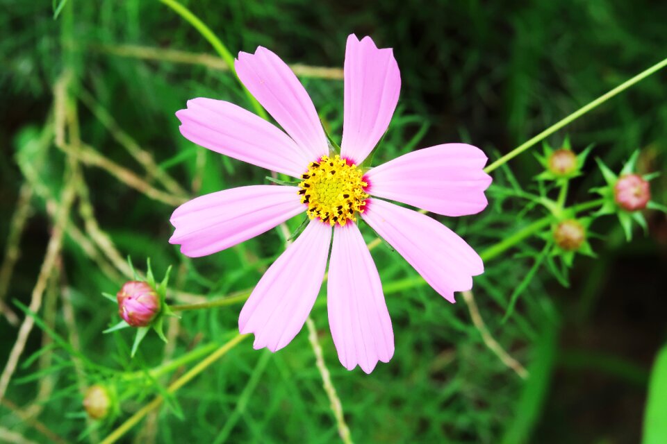 Flowers flower garden plants
