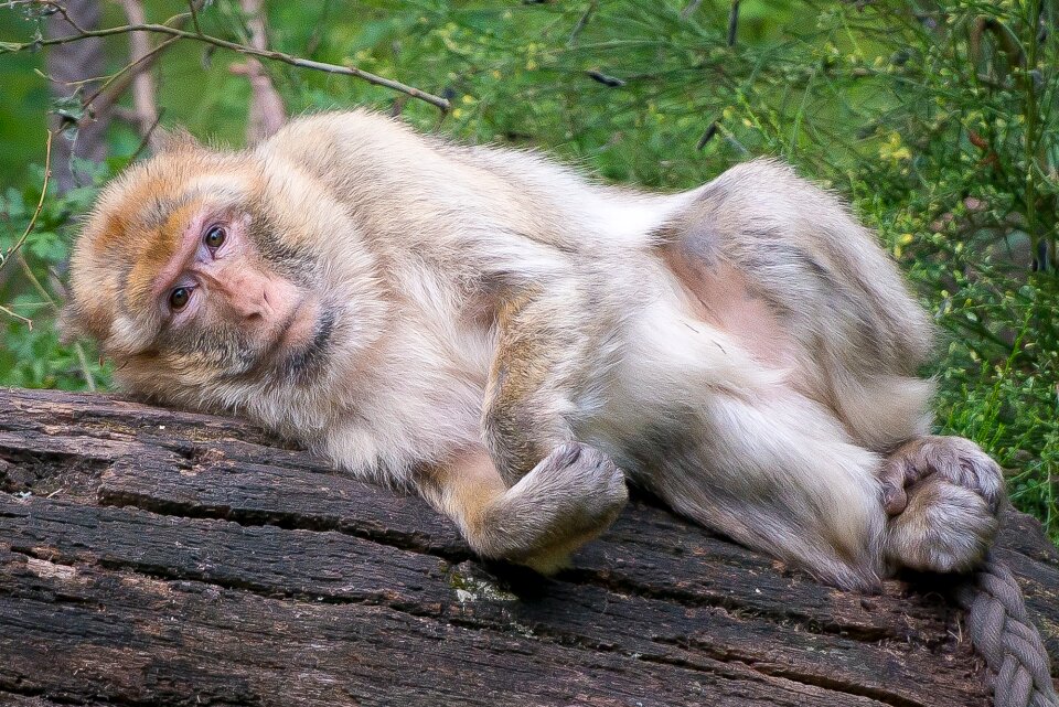 Zoo primate imprisoned photo