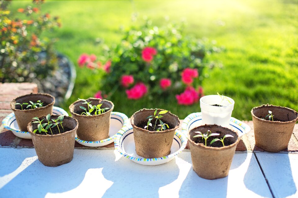Green growing spring