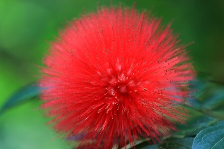 That solar sunflower flower