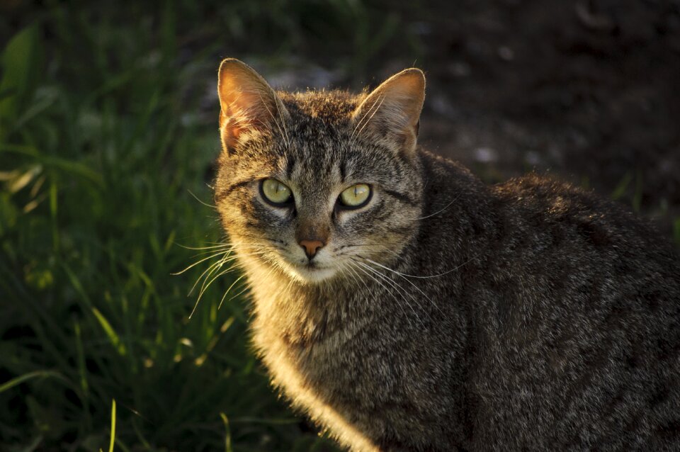 Mammal cat portrait