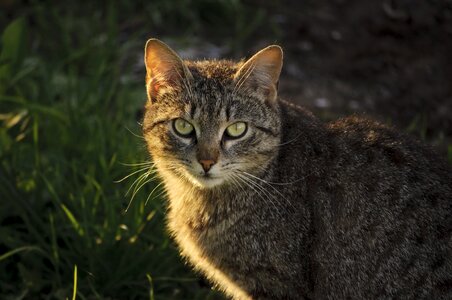 Mammal cat portrait photo