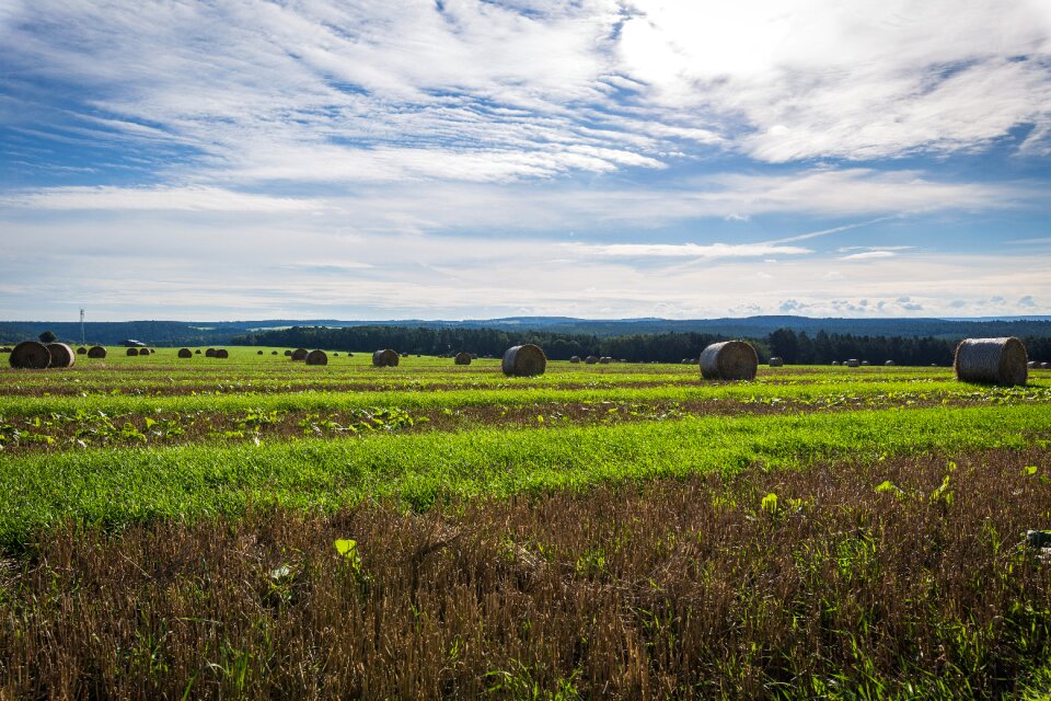 Straw bales harvest nature