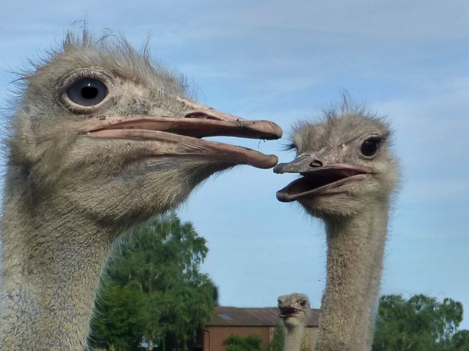 Head flightless bird ostrich farm
