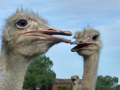 Head flightless bird ostrich farm