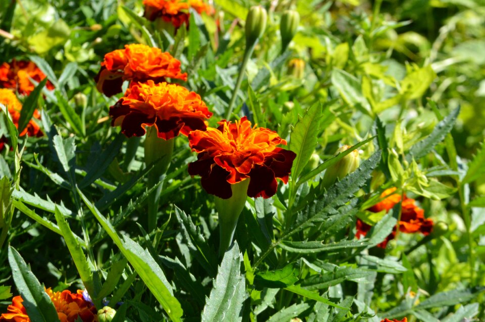 Bloom flowers flower