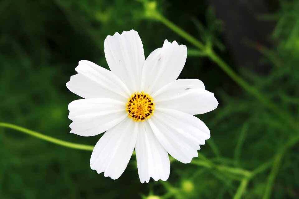 Cosmos white cosmos flower garden