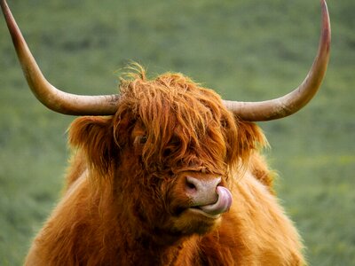 Scotland cow ox photo