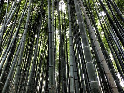 Tree bamboo forest photo