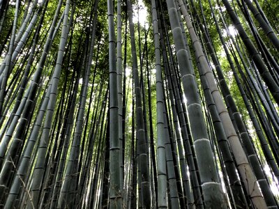 Tree bamboo forest