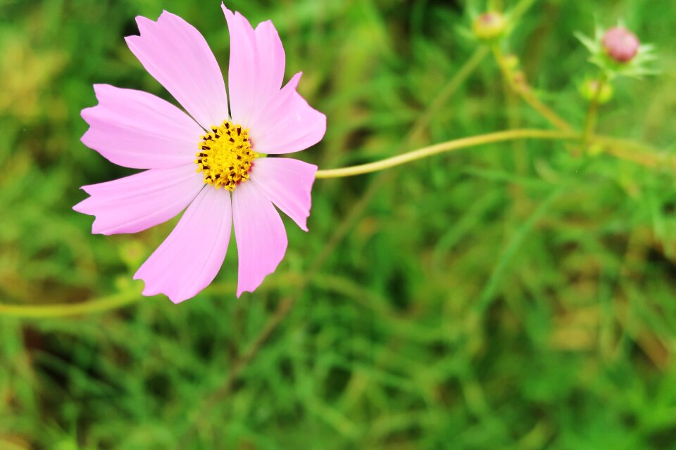 Cosmos pink cosmos flower garden