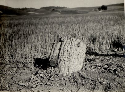 8cm Granate im Baumstamme (BildID 15529318)