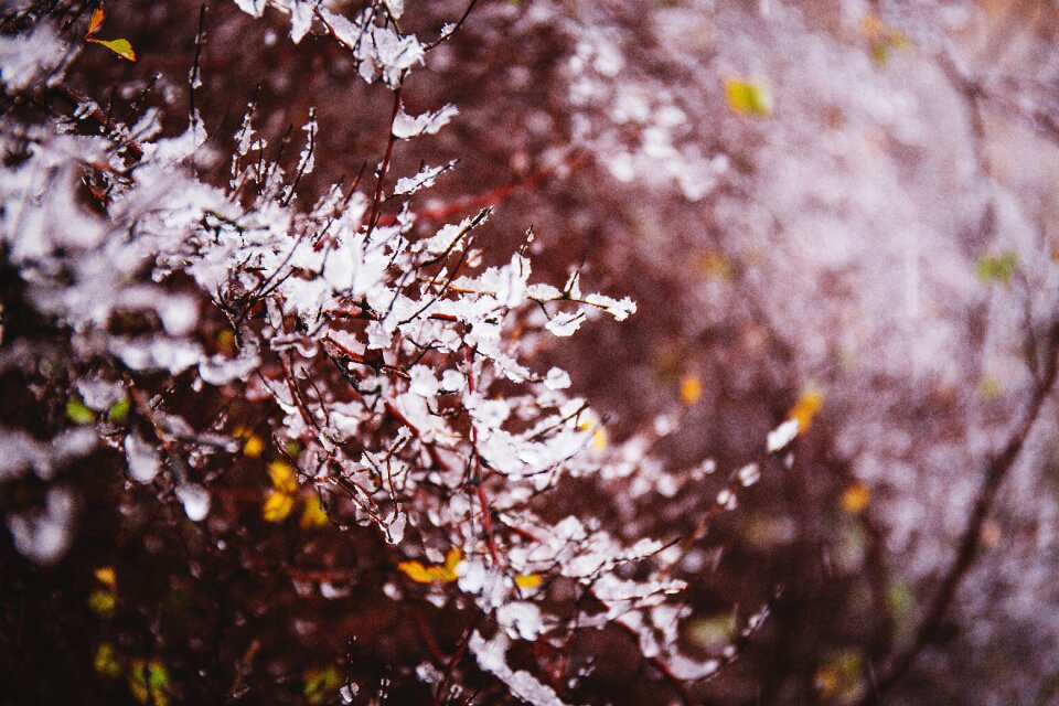 December frost leaves photo