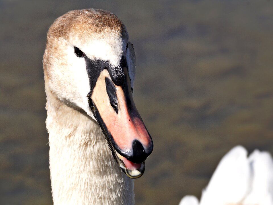 Animal world nature neck
