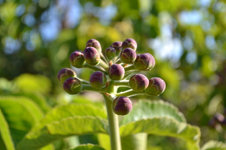 Plants exotic purple