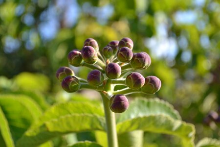 Plants exotic purple