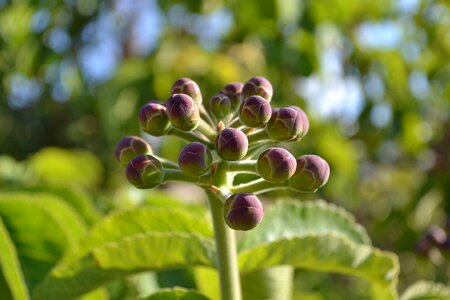 Plants exotic purple photo