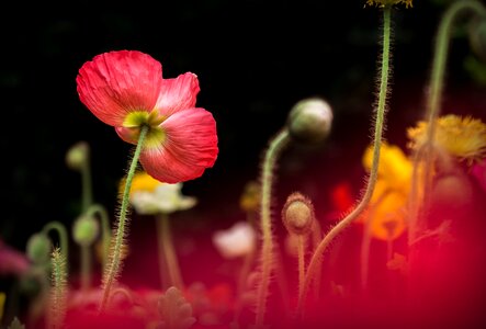 Stem nature garden photo