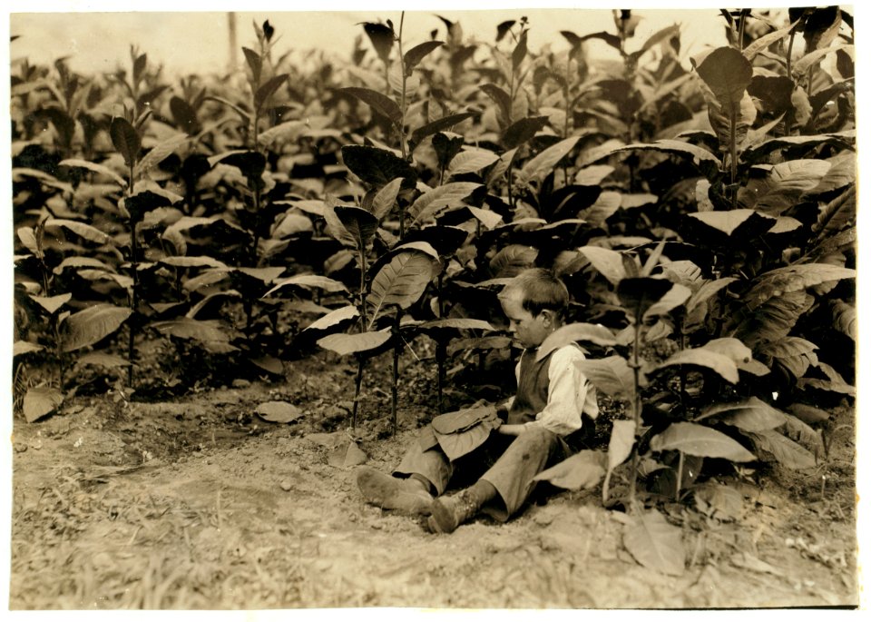 9 year old picker for the American Sumatra Tobacco Co., (See 4899). LOC cph.3a01112