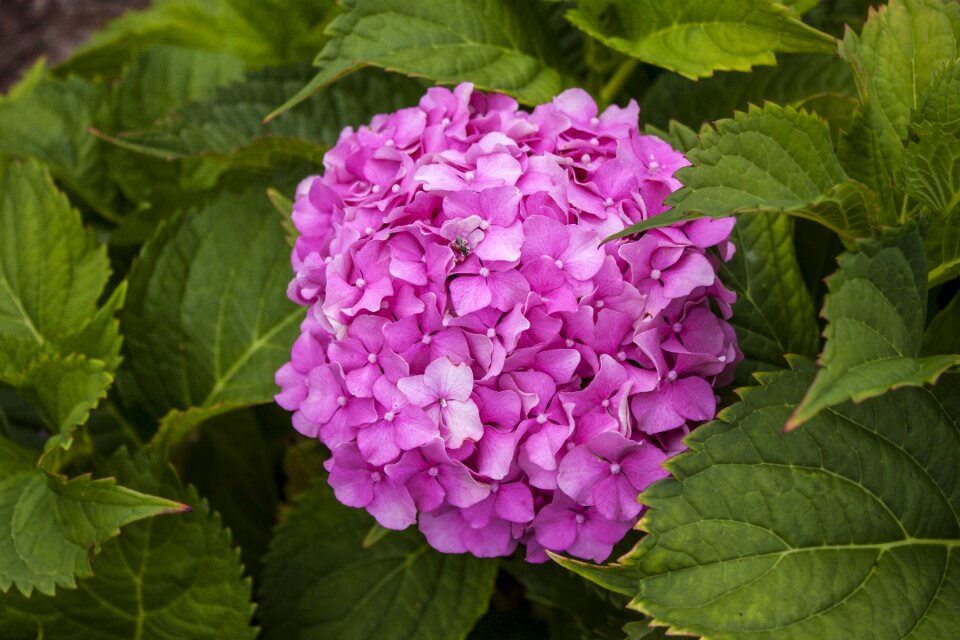 Nature blossom summer