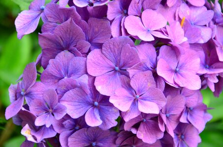 Hydrangea flowers purple bloom photo