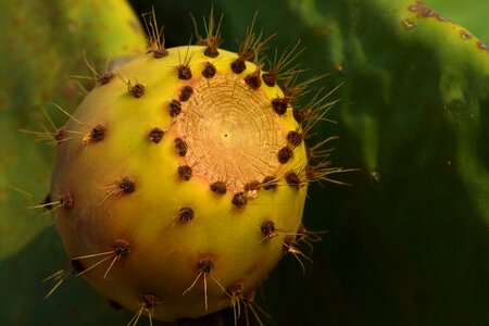 Sting sweet ripe