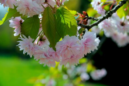 Nature sprig flowering