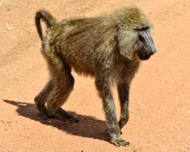 A baboon is seen at Serengeti National Park in Tanzania Nov. 13, 2013 131113-N-LE393-431 photo