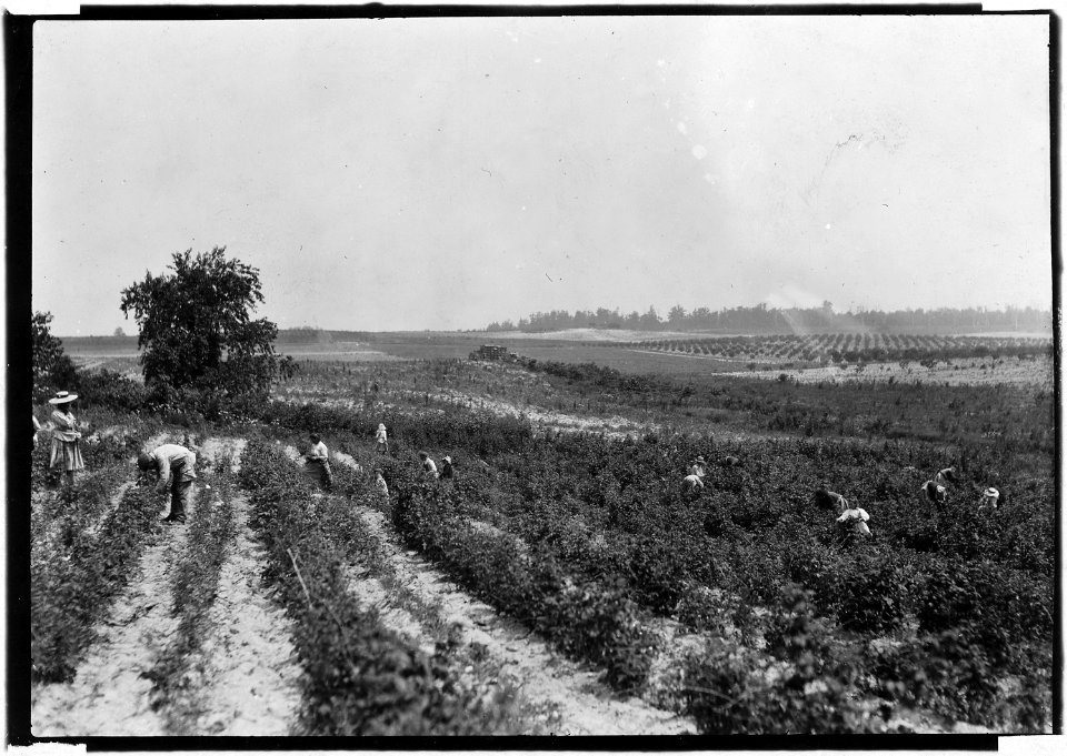 A berry field on Rock Creek. Whites and negroes, old and young, work here from 4-30 A.M. to sunset some days. A long... - NARA - 523210