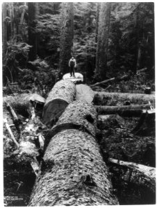 A bucked spruce LCCN2003671152