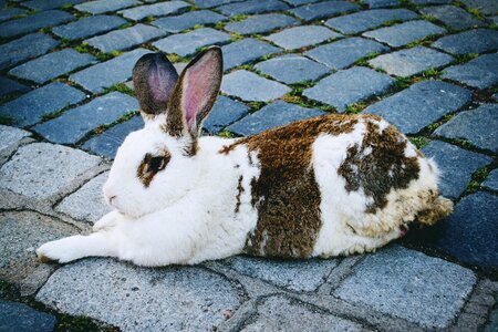 Old town rabbit romania