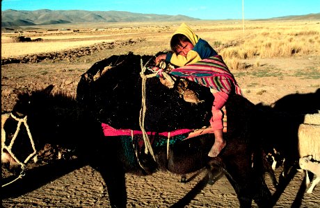 A Bolivian child resting on the donkey photo
