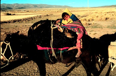 A Bolivian child resting on the donkey