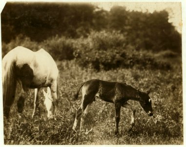 A Carolina colt living in Spartenberg (sic) Mill Settlement but unfortunately not put to work too early as the human colts are. (See 2997.) LOC nclc.02586