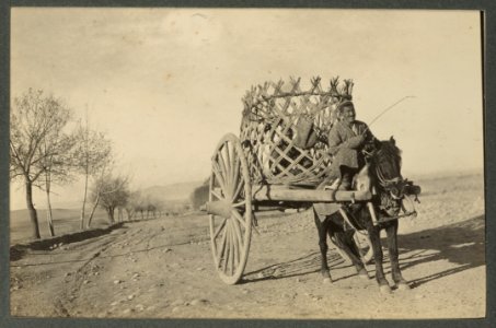 A cart in the Osh oasis photo