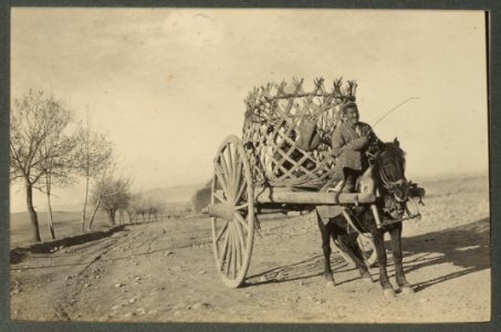 A cart in the Osh oasis