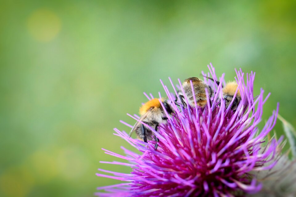 Thistle wallpaper background