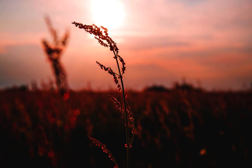 Field flowers grass