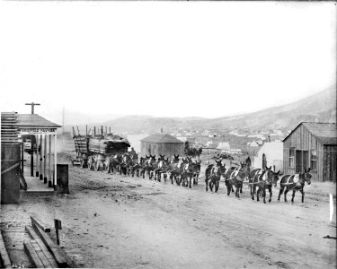 A burro-drawn wagon hauling lumber and supplies into Goldfield, Nevada, ca.1904 (CHS-5424)