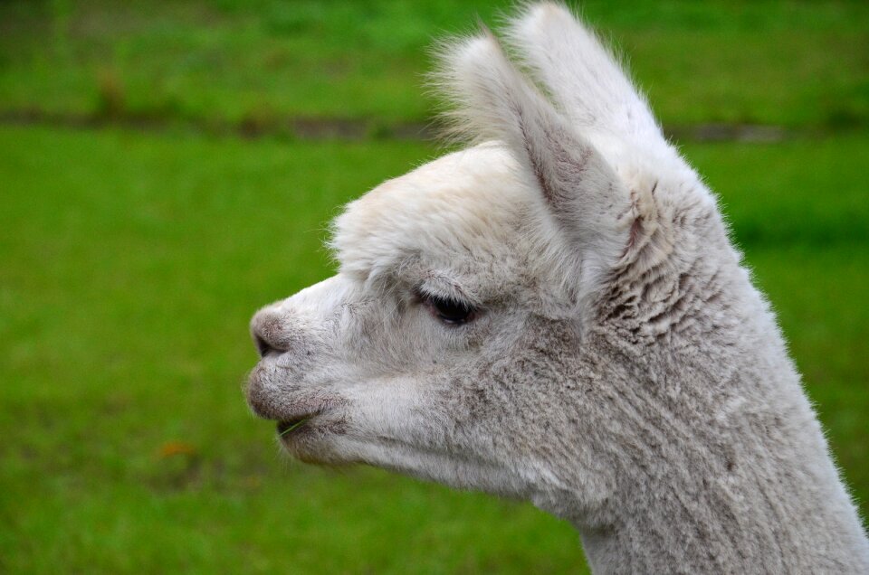 Mammal furry head