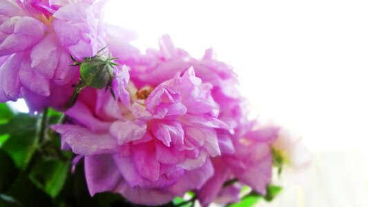 Pink flowers bright flowers summer