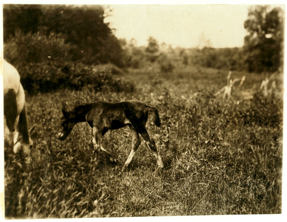 A Carolina colt living in Spartenberg (sic) Mill Settlement but unfortunately not put to work as early as the human colts are. LOC nclc.02589