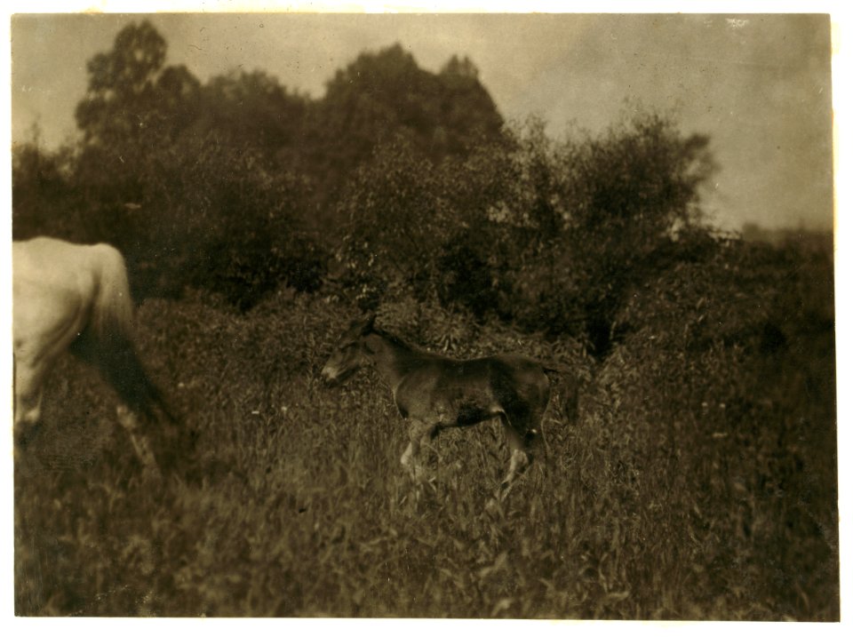 A Carolina colt living in Spartenberg (sic) Mill Settlement but unfortunately not put to work too early as the human colts are. (See 2997.) LOC nclc.02587