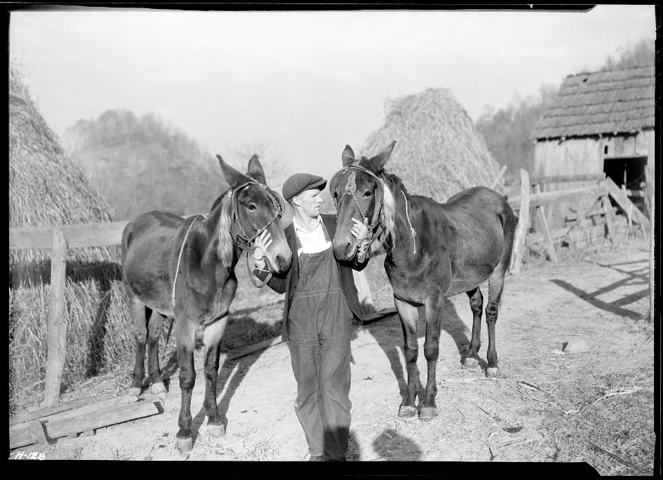 A close-up of Gaines McGlothin, R. F. D. 2, Kingsport, Tennessee, with his two mules. McGlothin has two cows and... - NARA - 532746
